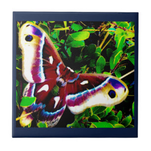 Carreaux bleus papillon