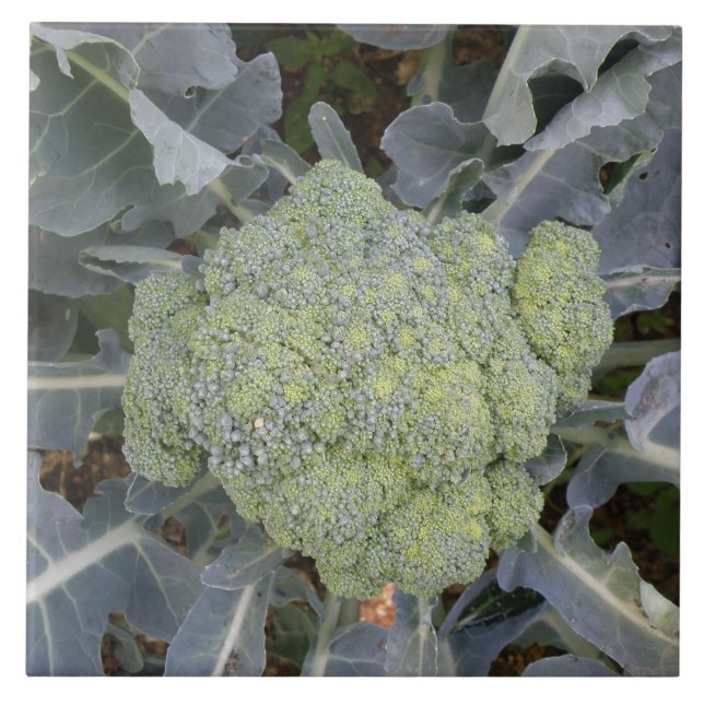 Carreaux Broccoli (Devant)