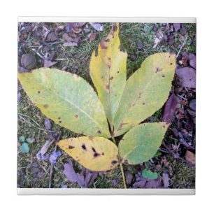 Carreaux céramique de automne