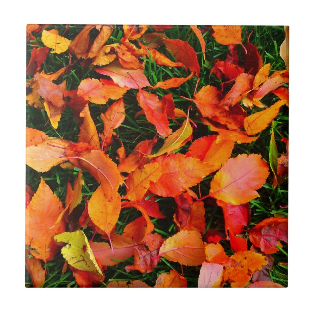 Carreaux d'automne (Devant)