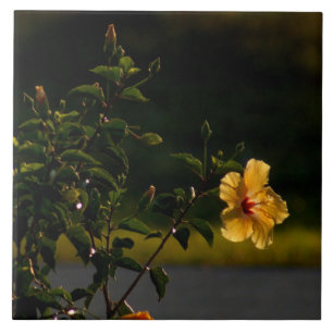 Carreaux de Bush à fleurs d'Hibiscus jaune
