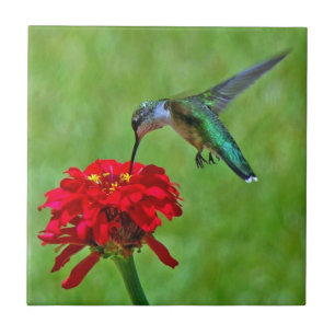 Carreaux de céramique de colibri et de Zinnia