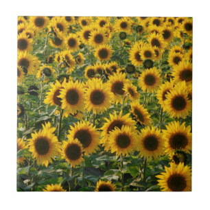 Carreaux de céramique des tournesols d'été