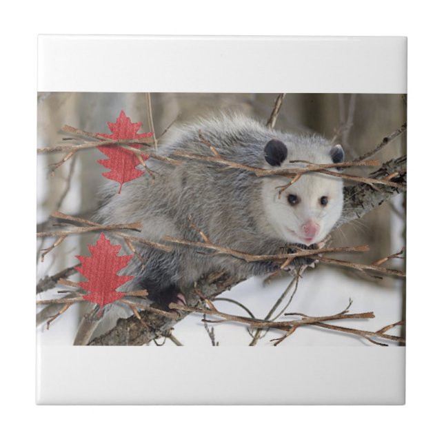 Carreaux de céramique Opossum Nature (Devant)