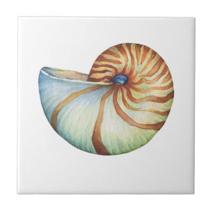 Carreaux de céramique - Petite coque de mer de 4,2