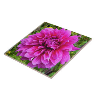 Carreaux de céramique rose Dahlia