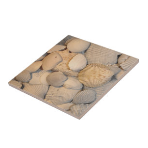 Carreaux de coquillages