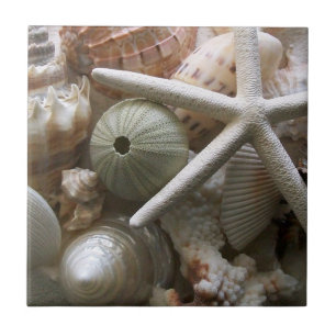 Carreaux de coquillages