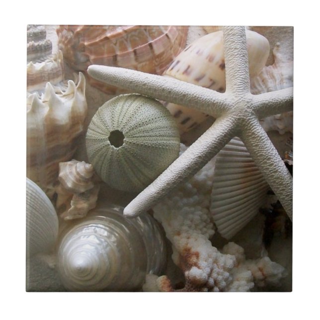 Carreaux de coquillages (Devant)