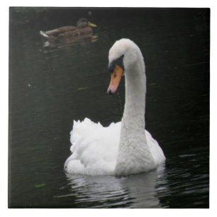Carreaux de cygne blanc