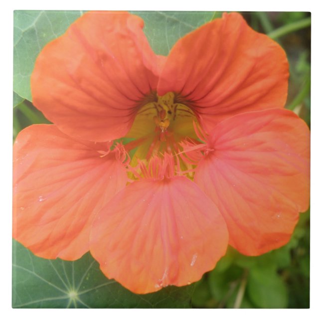 Carreaux de fleurs de Nasturtium orange (Devant)