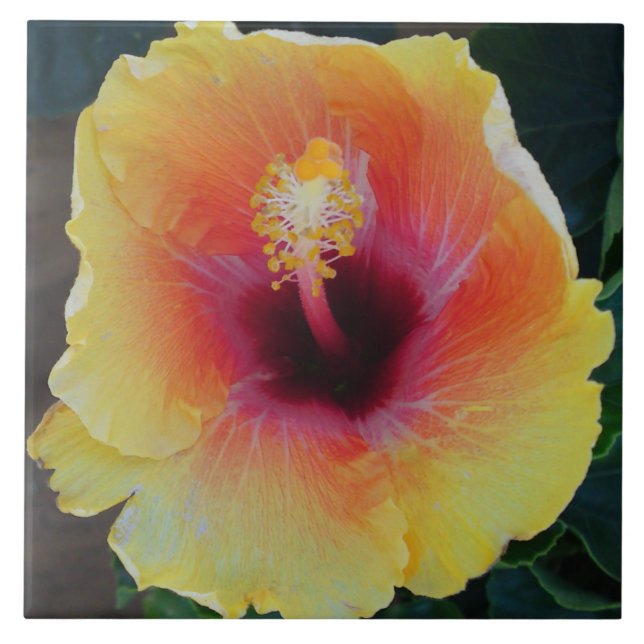 Carreaux de fleurs d'Hibiscus (Devant)