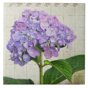 Carreaux de lavande Hydrangea