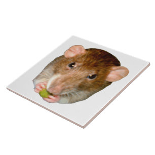 Carreaux de rat affamés