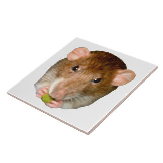 Carreaux de rat affamés