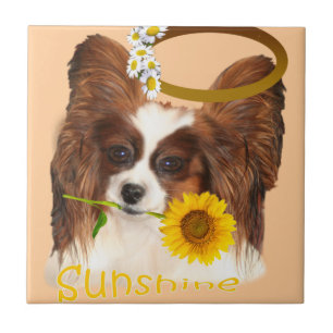Carreaux de soleil de Papillon