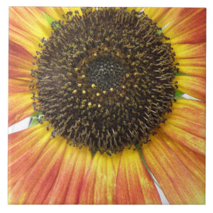 Carreaux de tournesol orange