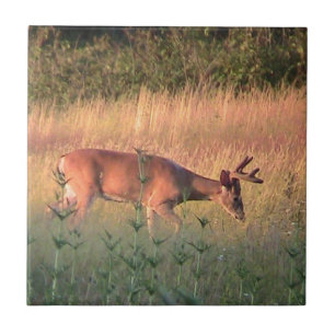 Carreaux décoratifs de cerfs blancs (Buck)