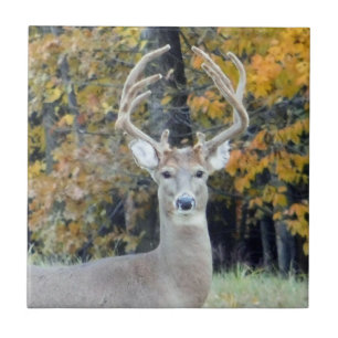 Carreaux en céramique Big Buck Antlers