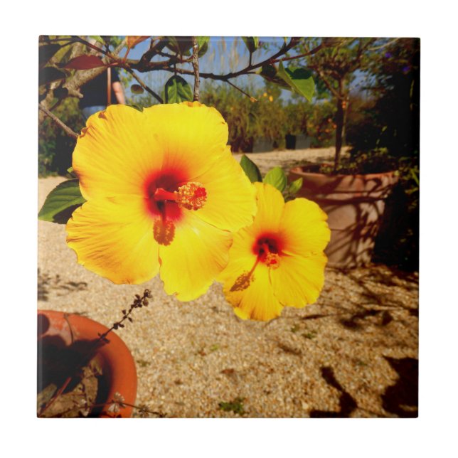 Carreaux en céramique de l'Hibiscus jaune (Devant)