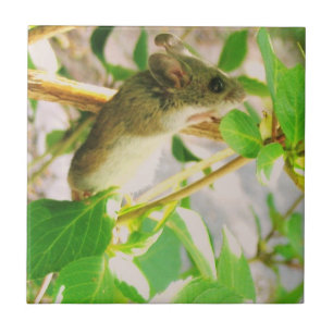 Carreaux en céramique de souris