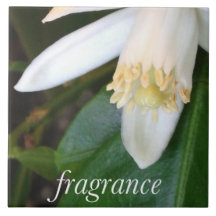 Carreaux en céramique "Fragrance" - DesignDElia