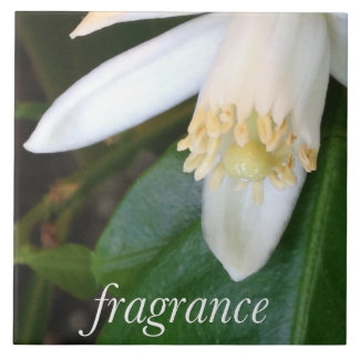 Carreaux en céramique "Fragrance" - DesignDElia