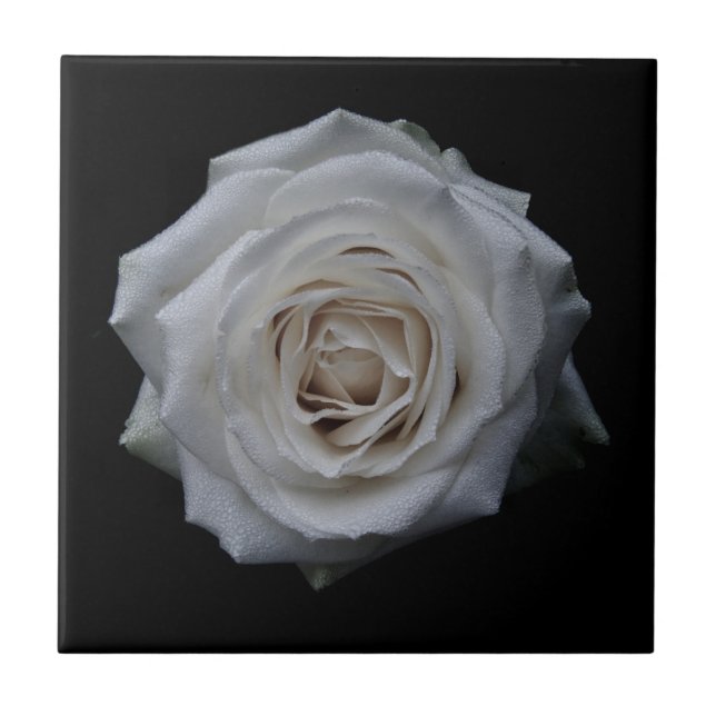 Carreaux en céramique rose blanche (Devant)