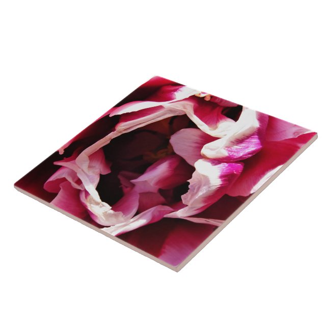 Carreaux en céramique rose et rose blanche (Côté)