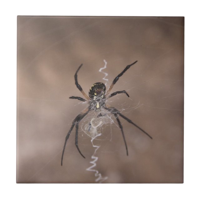 Carreaux en céramique Spider (Devant)