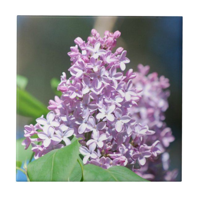 Carreaux Lavender Lilacs (Devant)