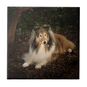 Carreaux magiques Sheltie