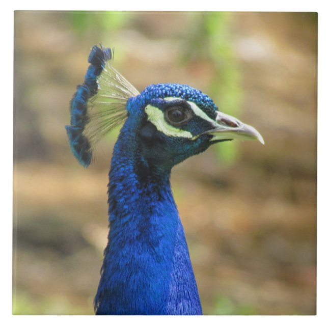 Carreaux - Portrait Peacock (Devant)