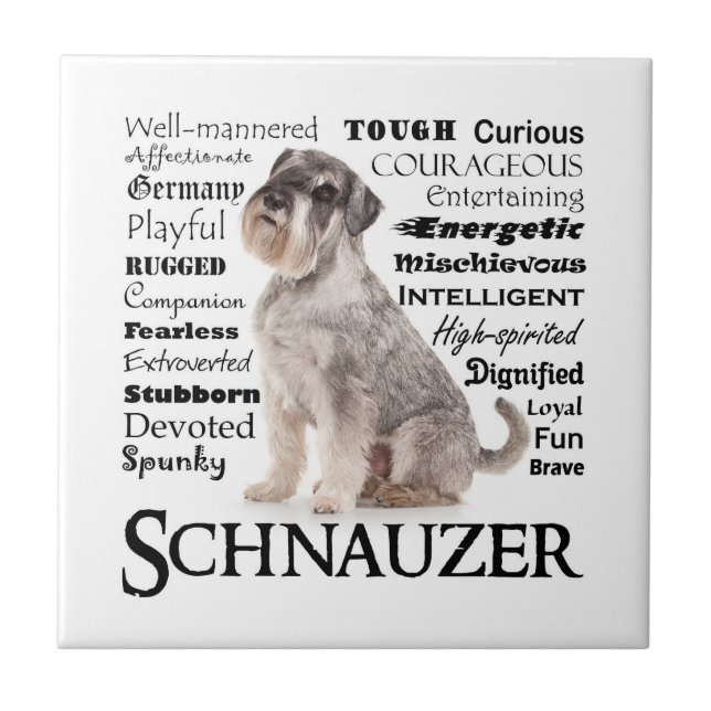 Carreaux Schnauzer (Devant)