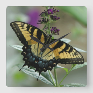 Carrée Horloge à papillon Swallowtail