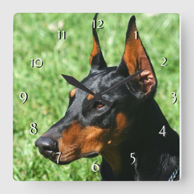 Carrée Horloge de chien de Pinscher de dobermann (Recto)