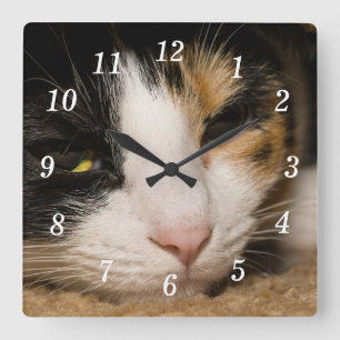 Carrée Horloge de la face de Calico