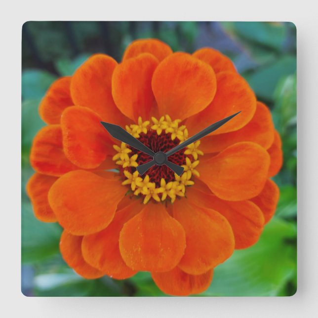 Carrée Horloge orange de fleurs de Zinnia (Recto)