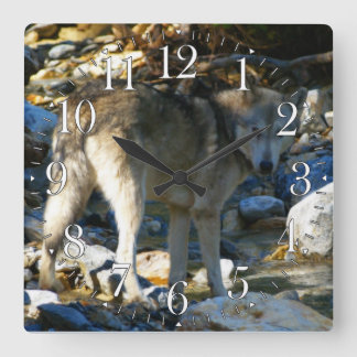 Carrée Horloge photo Gray Wolf & Stony Creek