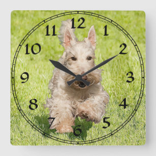 Carrée Horloge Wheaten Scottish Terrier
