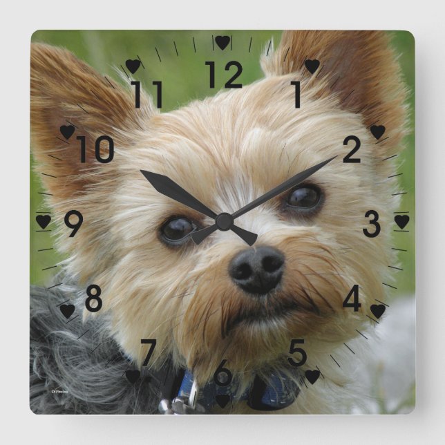 Carrée Horloge Yorkie mignonne (Recto)