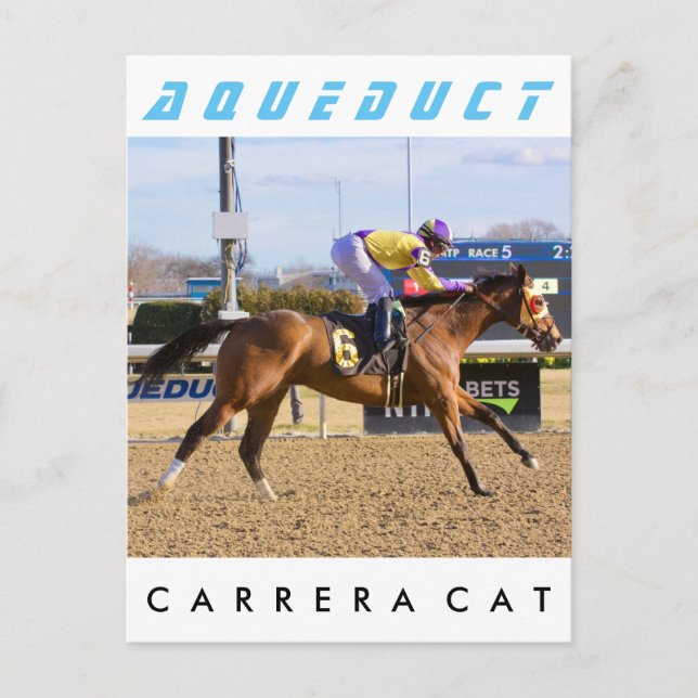 Carrera Cat Postcard (Front)