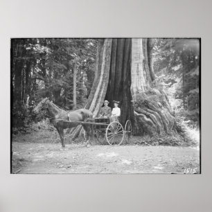 Carriage in the Hollow Tree, Stanley Park, Vintage Poster