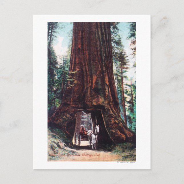 Carriage Travelling Under a Giant Redwood Postcard (Front)