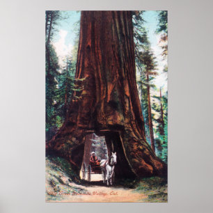 Carriage Travelling Under a Giant Redwood Poster