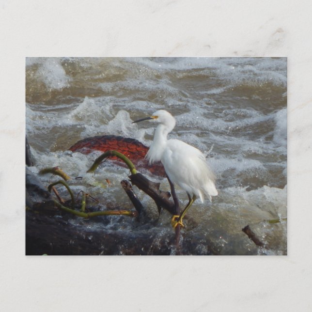 CARRIBEAN BIRD POSTCARD #1 (Front)
