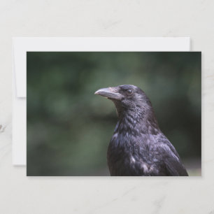 Carrion crow bird nature photo card