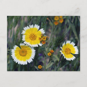 Carrizo Plain Wildflowers  Postcard