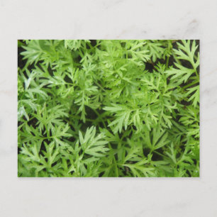 Carrot Tops Postcard