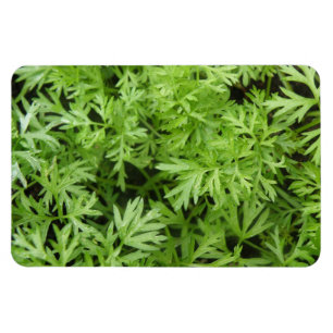 Carrot Tops Premium Magnet
